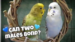 Keeping Budgies Of The Same Gender Together