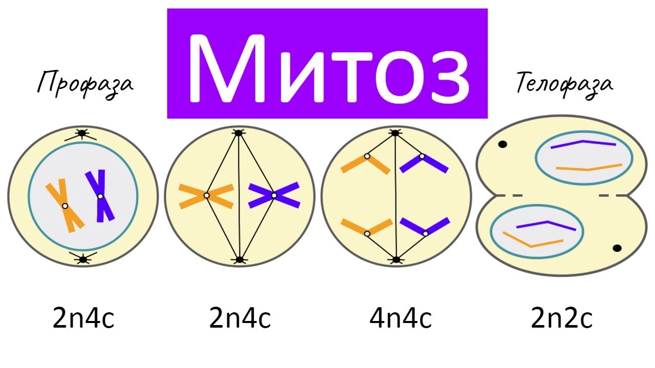 5 фаз деления клетки. Этапы деления клетки митоз. Деление клетки митоз схема. Фазы митоза хромосомный набор. Профаза митоза формула.