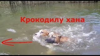 Самая сильная собака в мире Амстафф, поехал на озеру по плавать Самая сильная собака в мире Амстафф, поехал на озеру по плавать