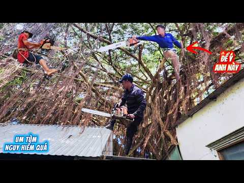 Cưa cây Sanh um tùm trong quán cà phê / Cutting down the overgrown Ficus tree in the cafe | P351