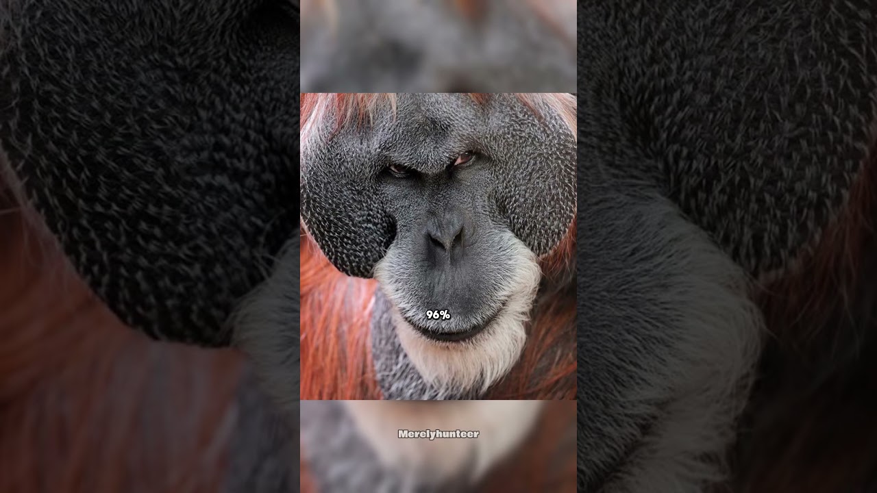 Never Let An Orangutan GRAB YOU 😳