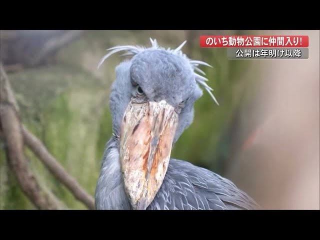 Kochi] New shoebill at Noichi Zoo, breeding hopes: 