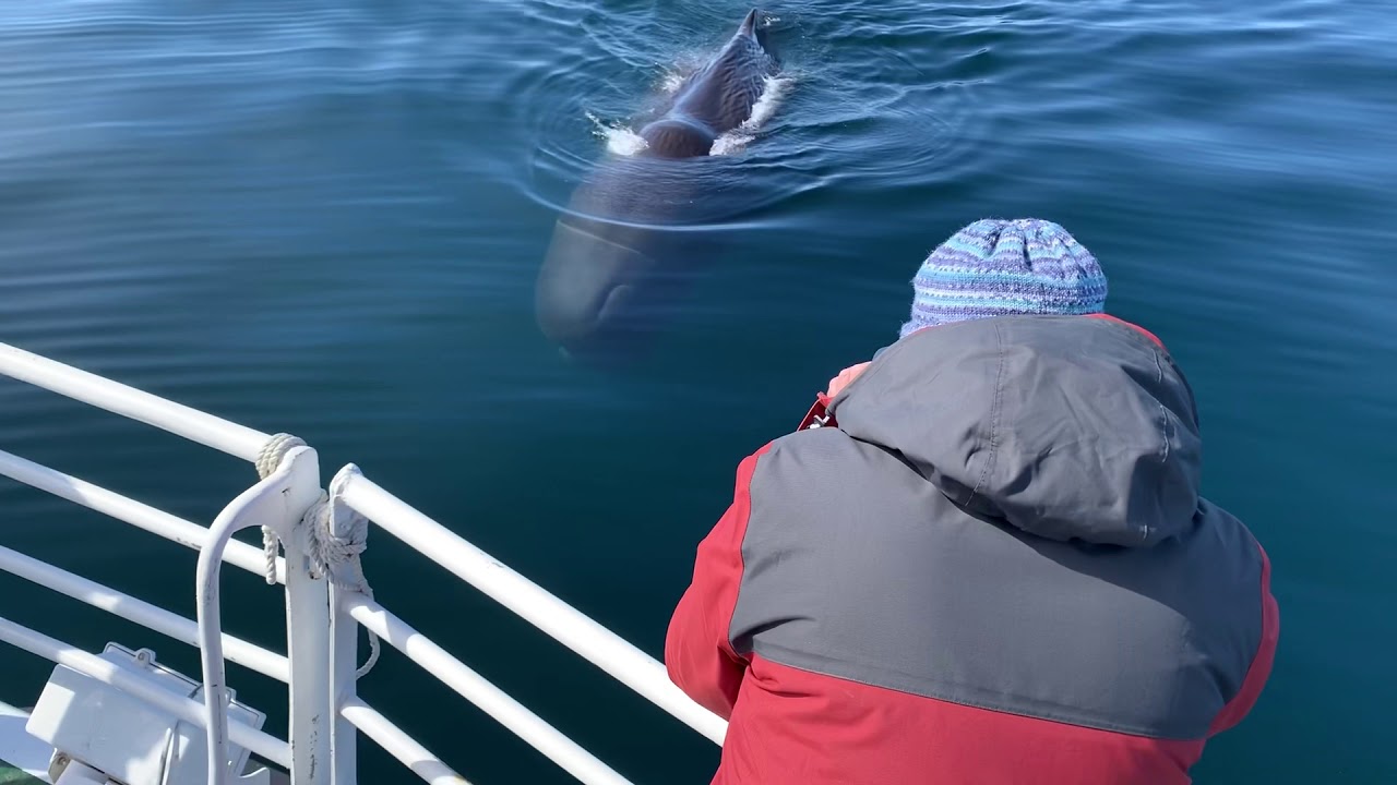 Sperm whale in the Norwegian sea