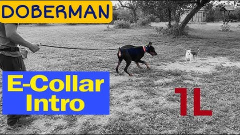 Doberman, E-collar Intro. Week 1