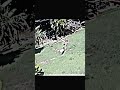 DOG 💀