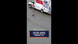 Aggressive mystery animal attacks man in parking lot