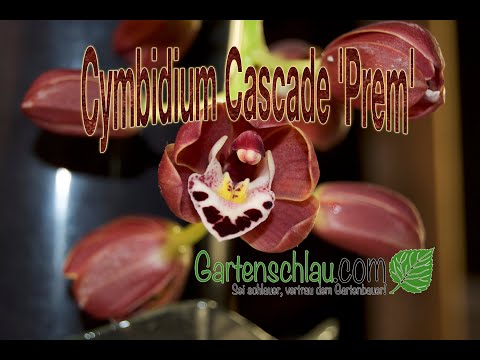 Video: Wie gießt man Cymbidium-Orchideen?