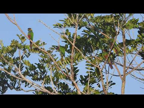Blue-throated (ochre-marked) Parakeet (Pyrrhura cruentata), Tiriba-grande