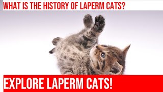 Explore the Amazing LaPerm Cat Breed!