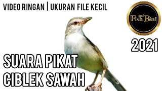 pikat ciblek sawah | ciblek sawah nempel | pikat ciblek sawah paling ampuh DURASI 1 JAM