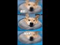 帶柯基游泳減肥 牠直接飄到睡著 Shorts 帶柯基游泳減肥 牠直接飄到睡著 Shorts