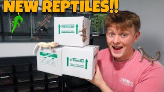 UNBOXING RARE REPTILES!! *EXPENSIVE*