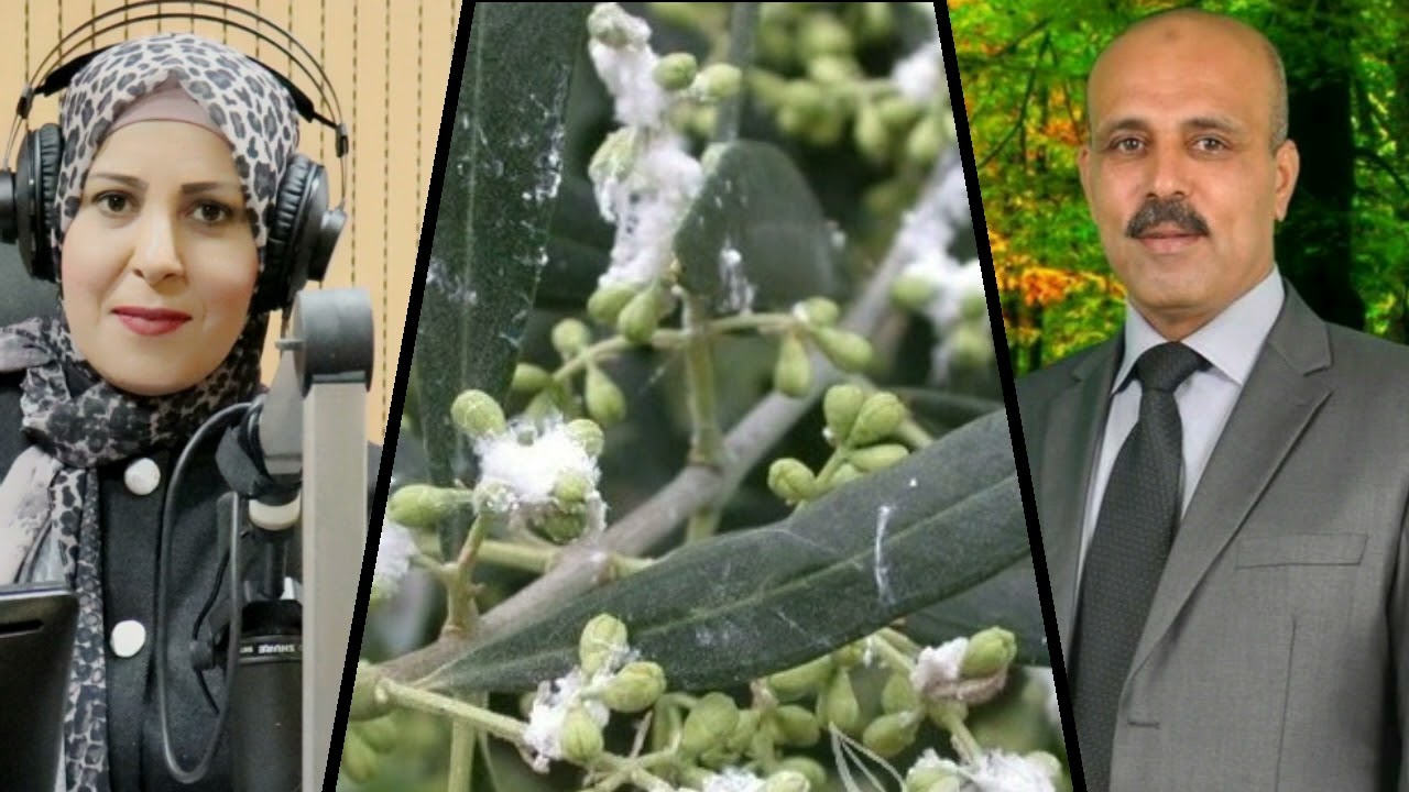 بسيلا الزيتون او حشرة الزيتون القطنية