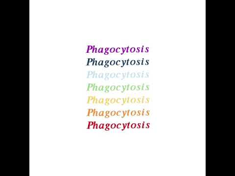 กระบวนการ phagocytosis💛