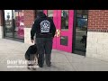 German Shepherd, Hope   German Shepherd Dog Training   Off Leash K9 Training