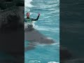 思わず声が、、お腹痛そう💦 シャチ(ララ&匠トレーナー)とのスカイロケット演目 トレーニング / Kamogawa Sea World Killer Whale