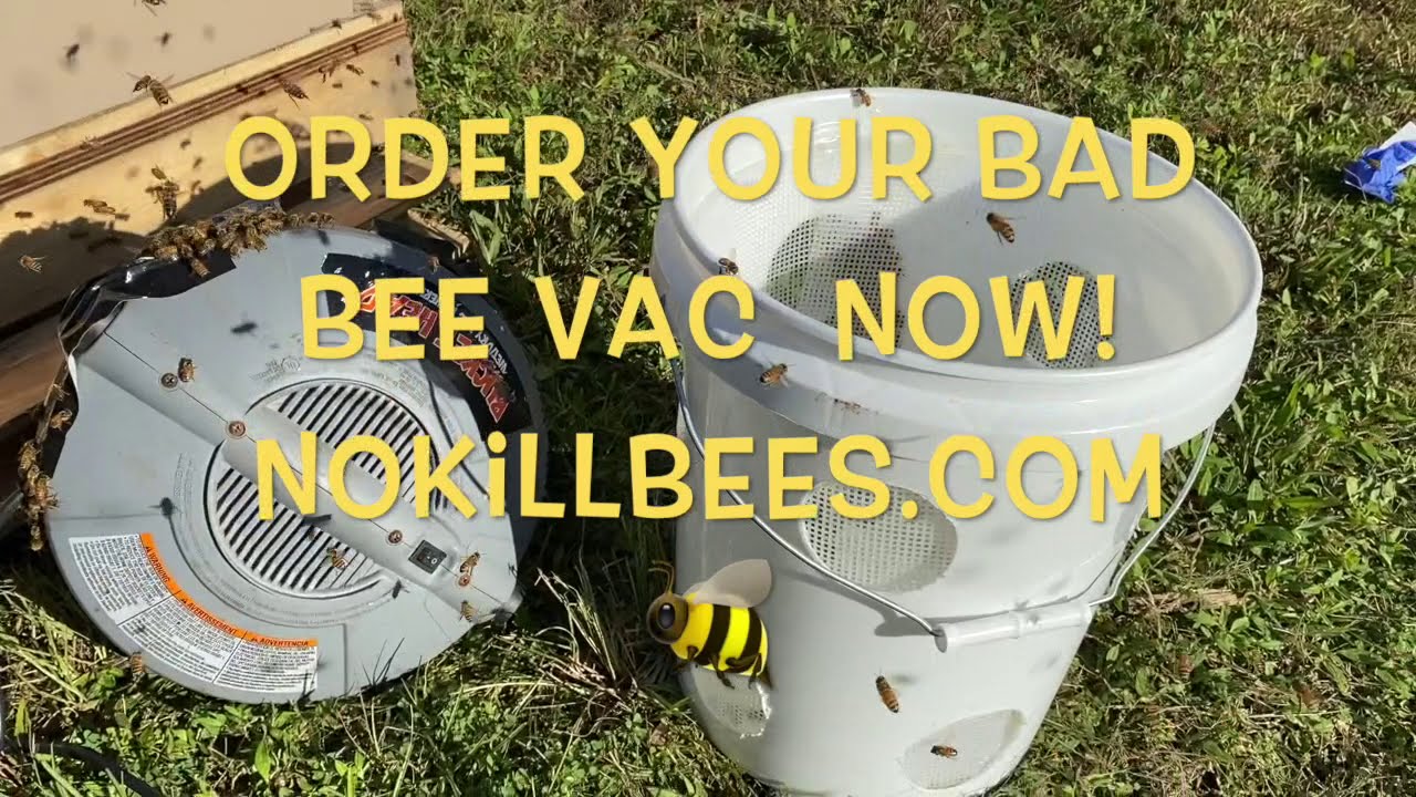 Worlds best no kill bee vacuum YouTube