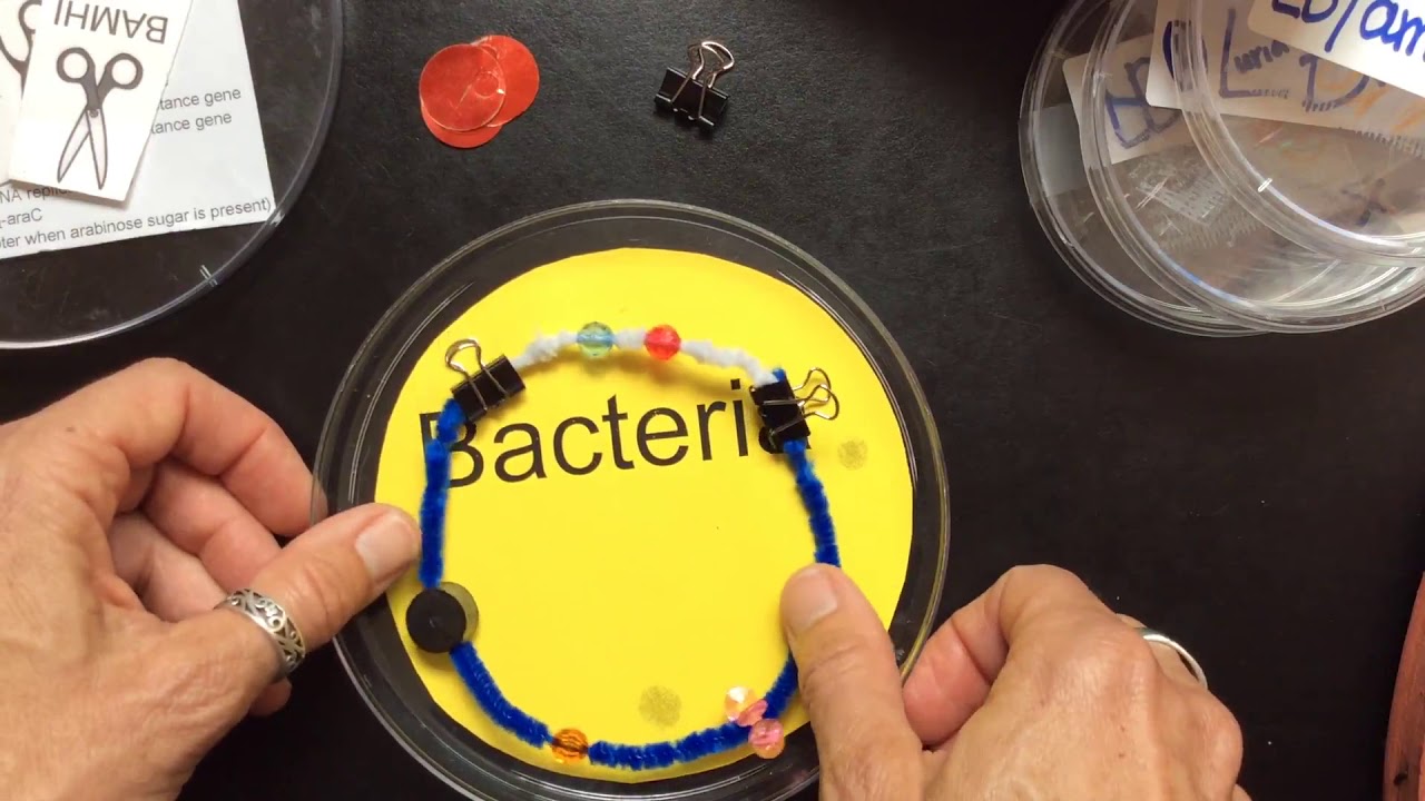 GENETIC ENGINEERING UNIT: GE Model/Lab Review