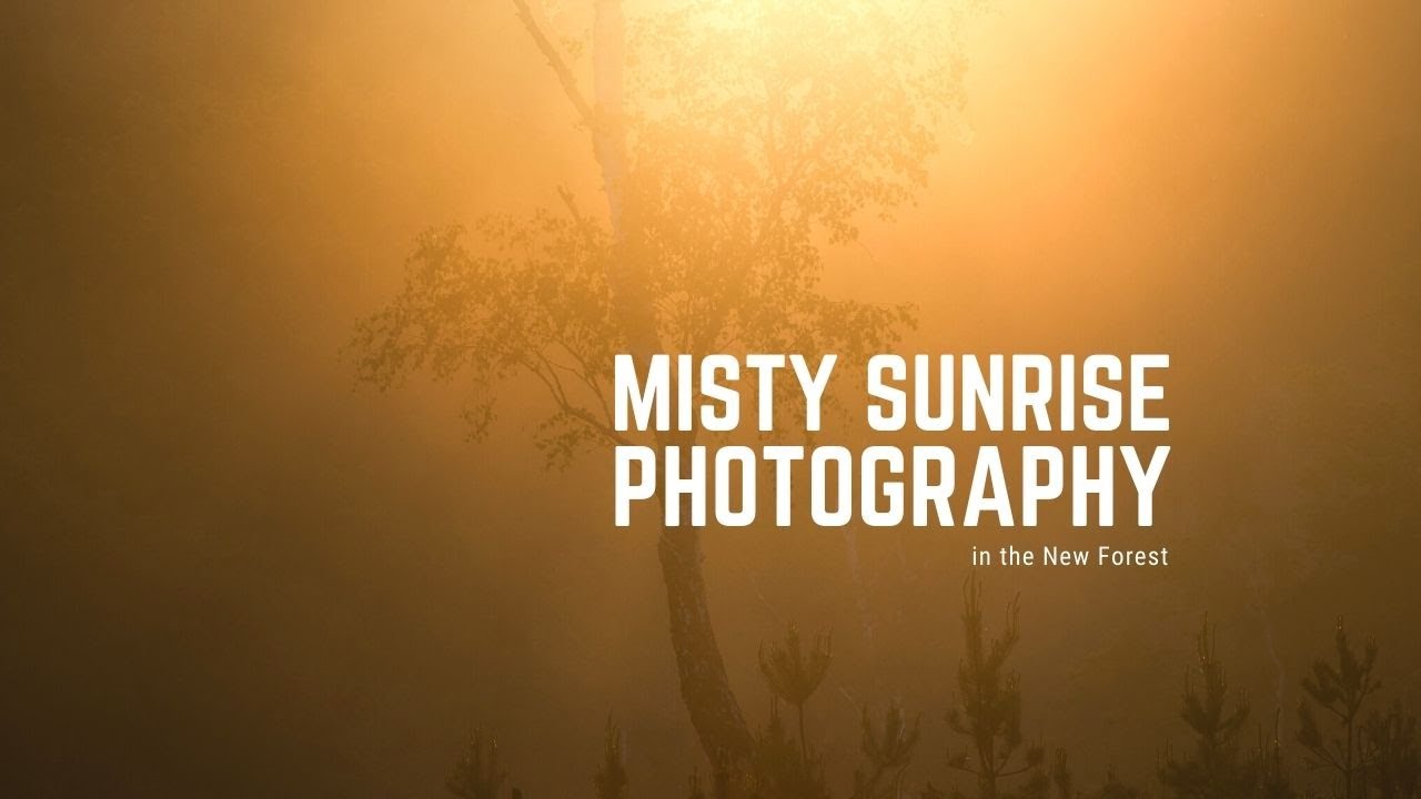 Perfect Misty Conditions in The New Forest | Landscape Photography