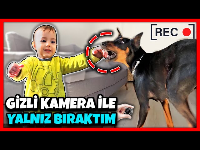 Kattalar bilan porno jinsiy aloqa