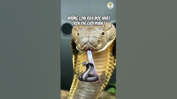 Những loài rắn độc nhất trên thế giới - P1 #animals#snake #rắn #khampha #cothebanchuabiet