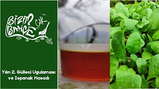 Yılın Üçüncü Gülleci Uygulaması ve Ispanak Hasadı