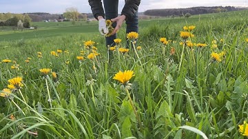 Tác dụng của cây Bồ công anh đối với gan, thận, mật. Dandelion. Cuộc sống ở Đức