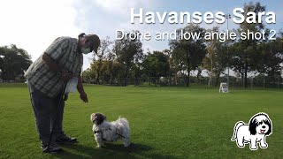 Havanese Sara - Drone and low angle shot 2