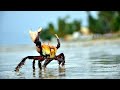 Hairy crab ucides cordatus