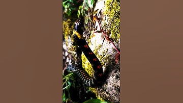 Rắn hổ lửa - Có khả năng truyền nọc độc cho con non | @thegioiran