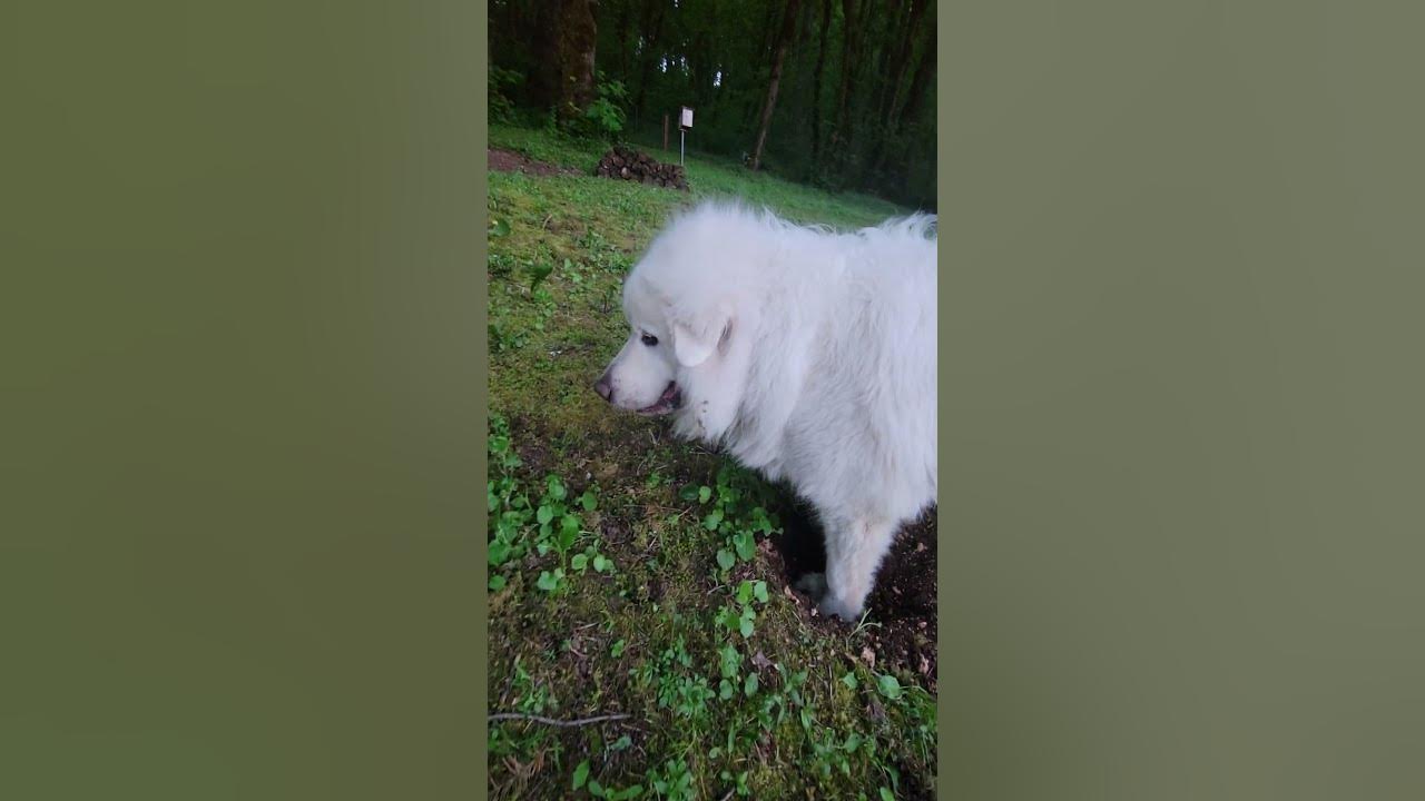 Do Great Pyrenees Dig? YouTube