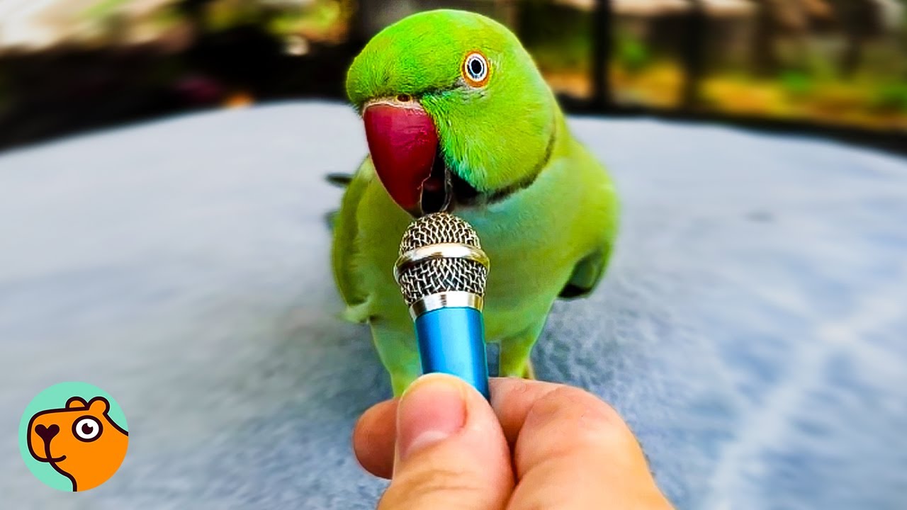 Funny, Fluffy & Fabulous: Live Bird Stories | Cuddle Buddies