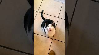 Funny cats  episode 105 #shorts