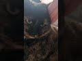 a full minute of a cat being adorable.