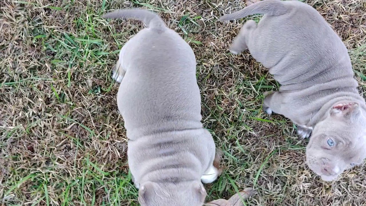 Bully Puppies Update