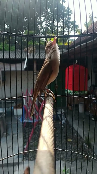 kerak basi Alis putih gacor isian prenjak