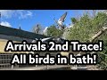 Arrivals 2nd trace  racing pigeons  all the birds in bath  youngbirds