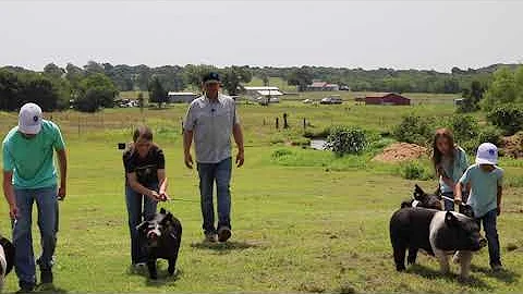 Gary Todd: Todd Show Pigs & Excellence Award Winner
