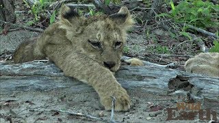 WildEarth - Sunrise Safari - November 30, 2019