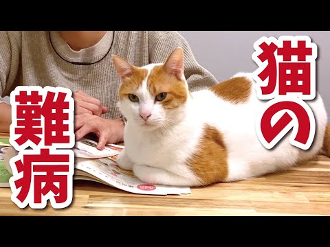 先住猫が「雑誌の上に乗ってくる病」を患ってしまいました…【おしゃべりする猫】