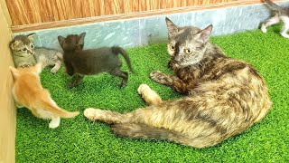 Rescued kittens are very happy to meet Luna Cat. They consider her as their mother