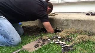 Removing Baby Skunks In Time Lapse