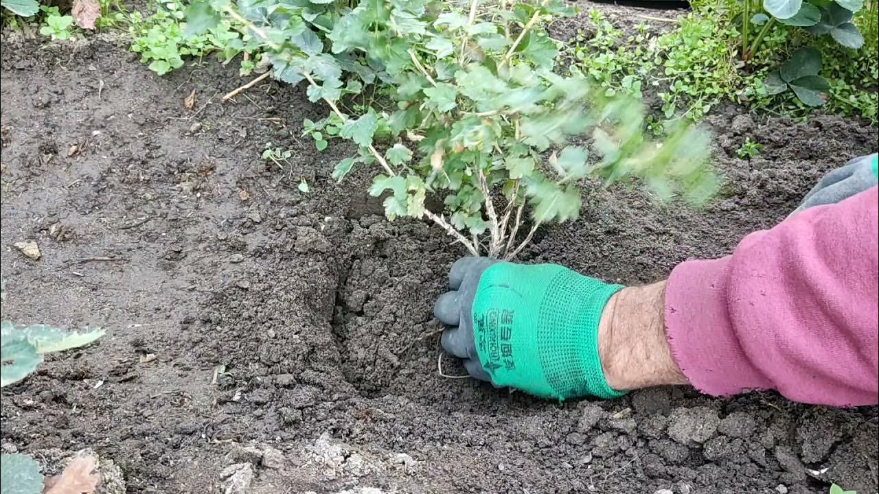 Йошта куст саженец. Посадка крыжовника осенью. Черенки смородины. Крыжовник посадить осенью в открытый грунт. Посадка саженцы крыжовника.