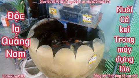 Hồ Cá Koi 400l Đẹp - Dùng Bơm 5000l Nước Siêu Trong.Hồ Của Em Khanh ở Quảng Nam.