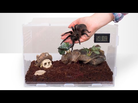 Video: Kako Pripraviti Tarantulo