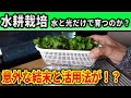 【水耕栽培大学】水と光だけで野菜って育つんですか??やってみよう!!/Is it possible to grow vegetables with just water and sunlight?
