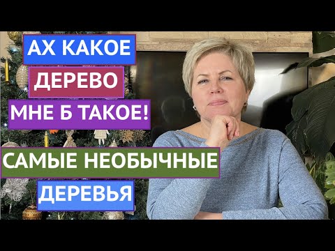 Видео: 5 Кусты и деревья с белыми ягодами - Растения с белыми ягодами