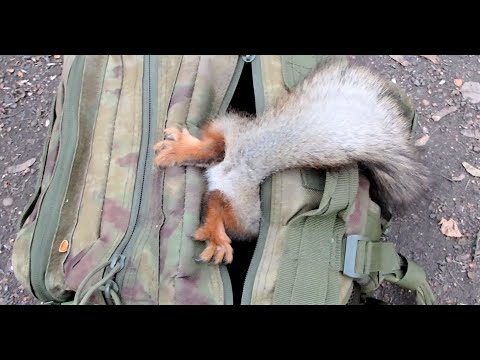 Видео: Белки и мой рюкзак / Squirrels and my backpack