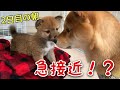 【急接近】子犬がやってきて2日目！【豆柴】