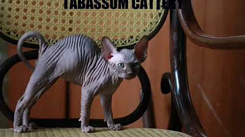 Watch the video about Sphynx male for sale! !! Color chocolate.